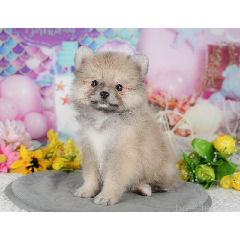 販売中の埼玉県のポメラニアン-434961の10枚目