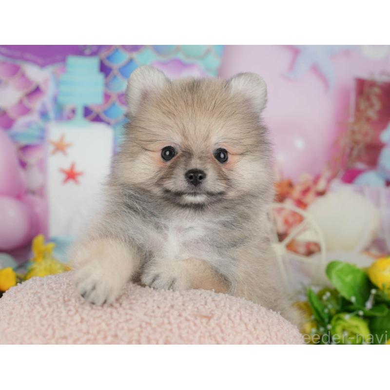 販売中の埼玉県のポメラニアン-434961の9枚目