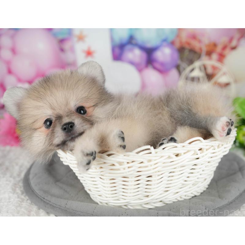 販売中の埼玉県のポメラニアン-434961の7枚目