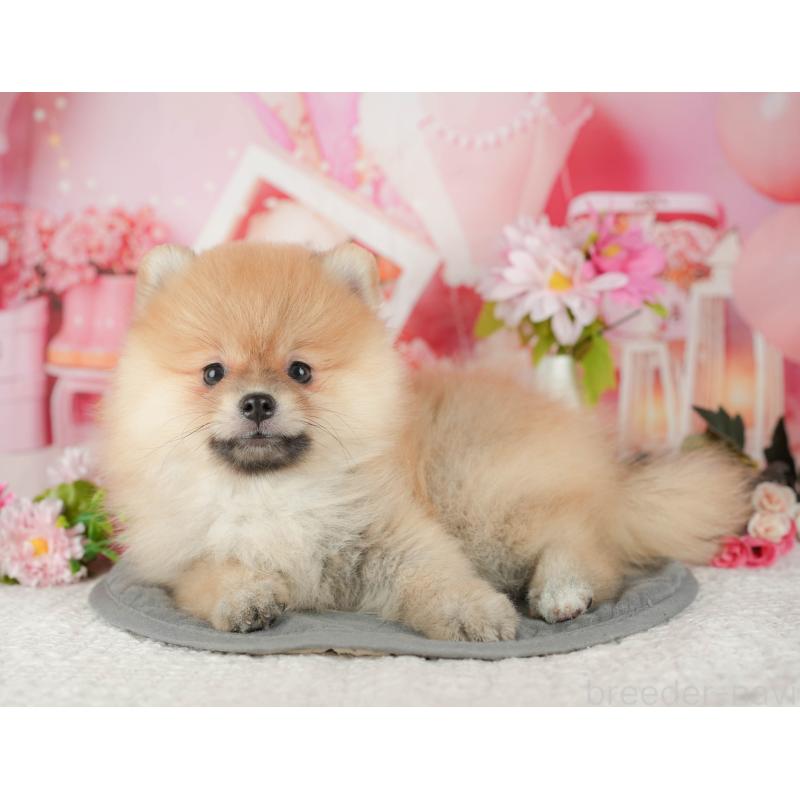 販売中の埼玉県のポメラニアン-434939の8枚目