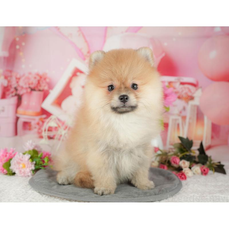 販売中の埼玉県のポメラニアン-434939の7枚目