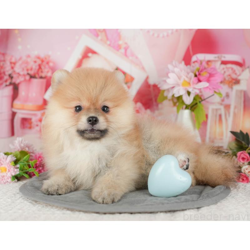 販売中の埼玉県のポメラニアン-434939の5枚目