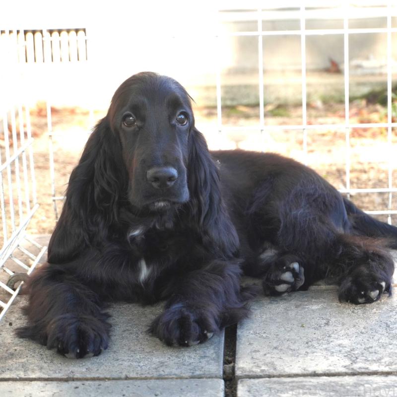 販売中の栃木県のイングリッシュコッカースパニエル-403340の1枚目