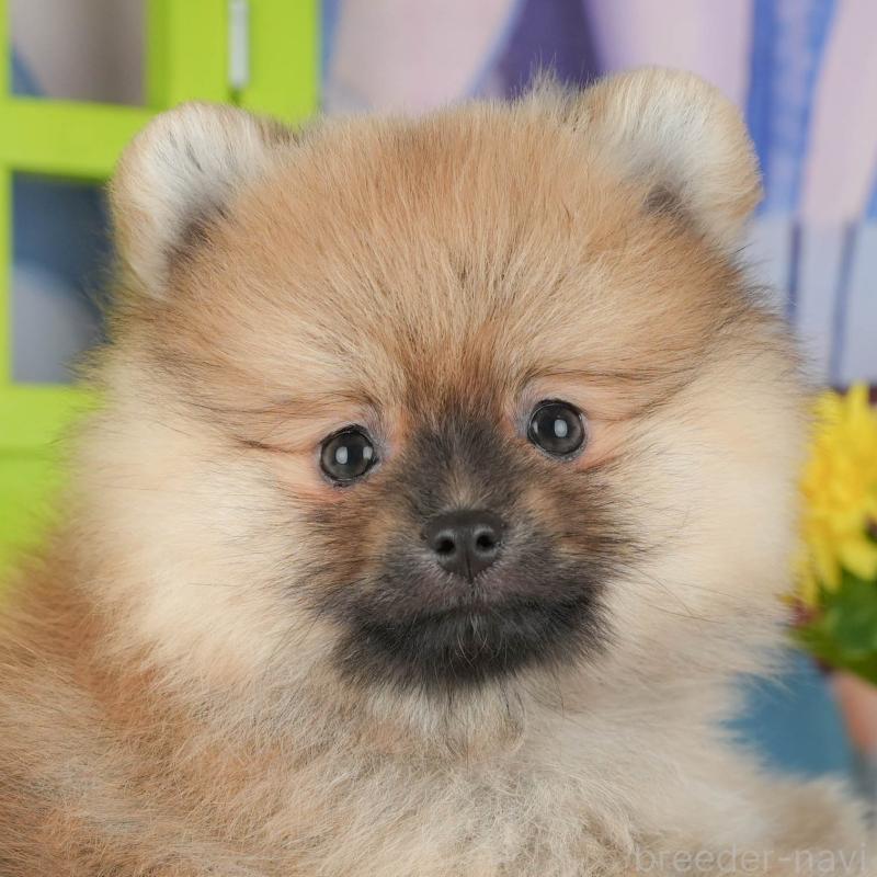 販売中の埼玉県のポメラニアン-434935