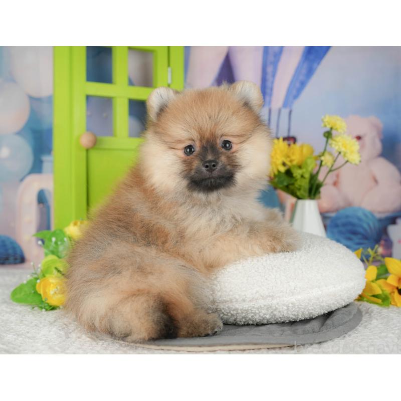 販売中の埼玉県のポメラニアン-434935の9枚目