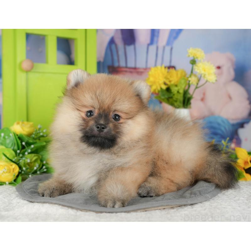 販売中の埼玉県のポメラニアン-434935の8枚目