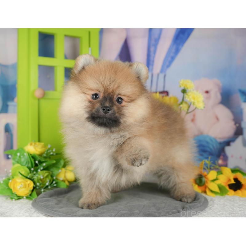 販売中の埼玉県のポメラニアン-434935の7枚目