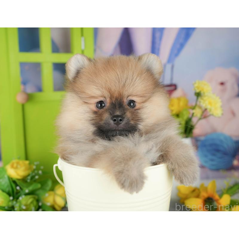 販売中の埼玉県のポメラニアン-434935の6枚目