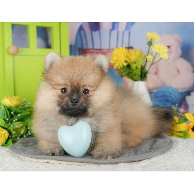 販売中の埼玉県のポメラニアン-434935の5枚目