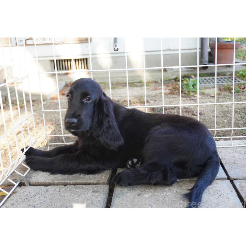 販売中の栃木県のイングリッシュコッカースパニエル-403340の5枚目