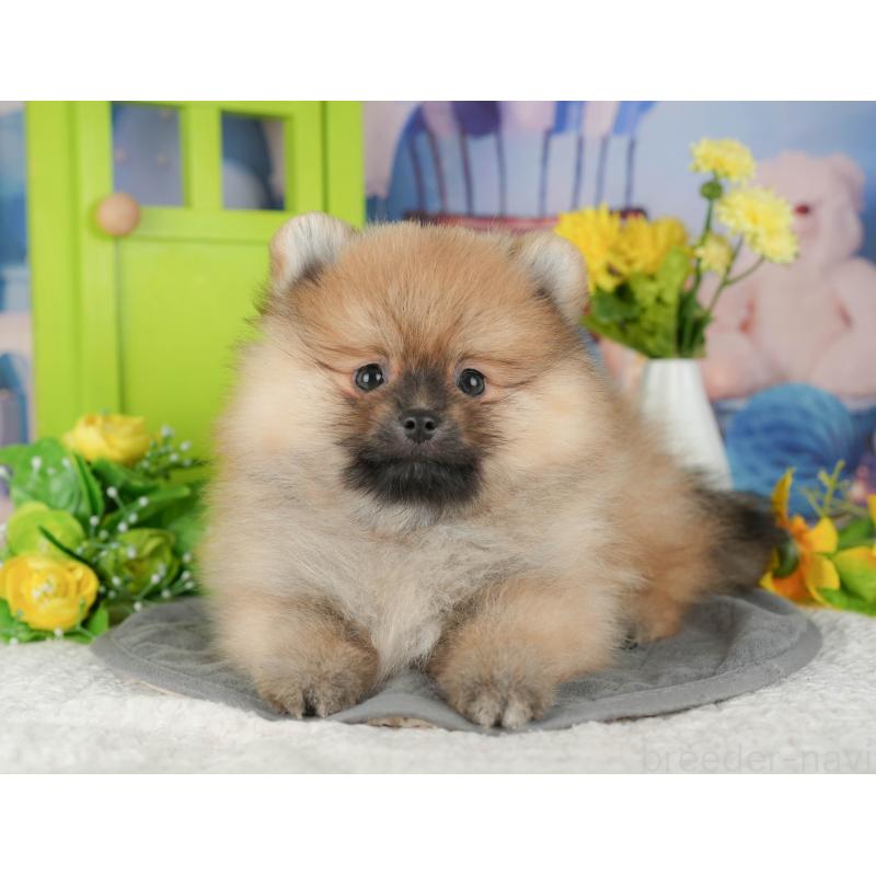 販売中の埼玉県のポメラニアン-434935の4枚目