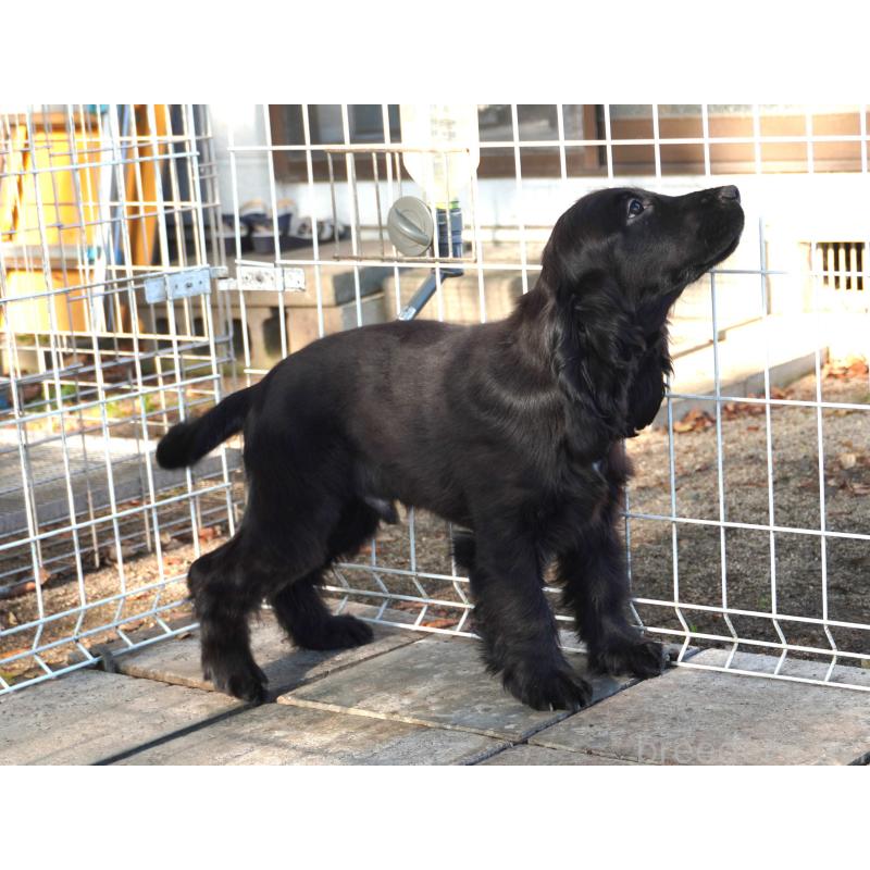 販売中の栃木県のイングリッシュコッカースパニエル-403340の4枚目