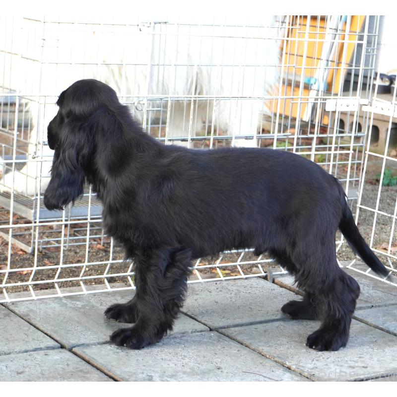 販売中の栃木県のイングリッシュコッカースパニエル-403340の3枚目