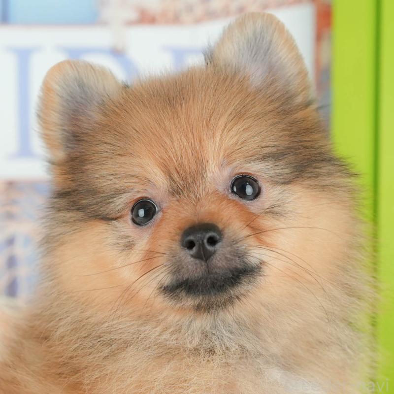 販売中の埼玉県のポメラニアン-434929の1枚目