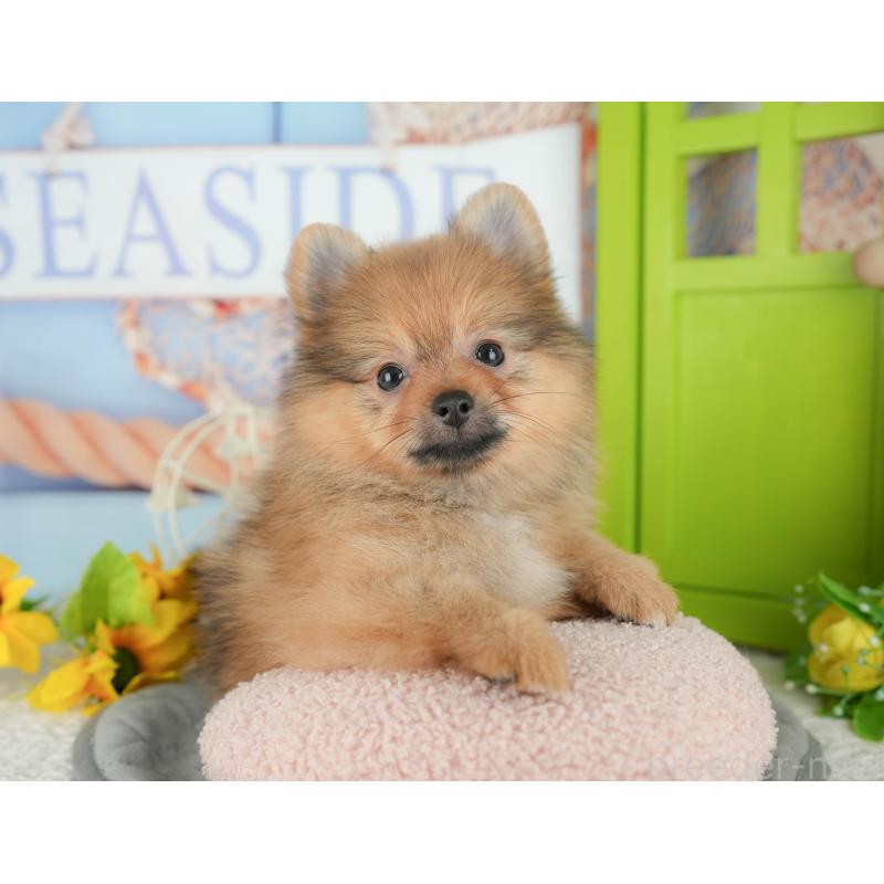 販売中の埼玉県のポメラニアン-434929の9枚目