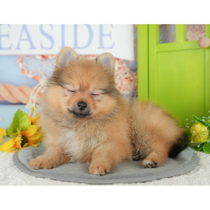 販売中の埼玉県のポメラニアン-434929の8枚目