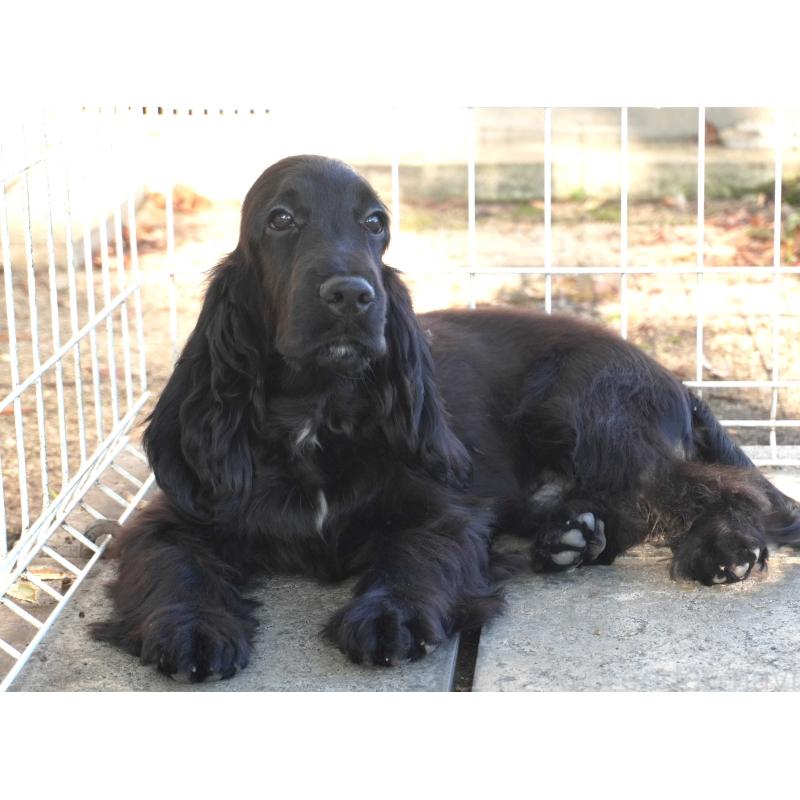 販売中の栃木県のイングリッシュコッカースパニエル-403340の2枚目