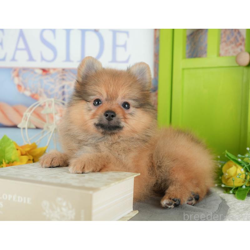 販売中の埼玉県のポメラニアン-434929の7枚目