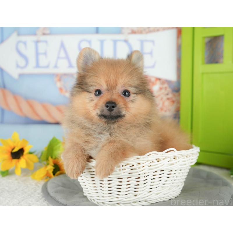 販売中の埼玉県のポメラニアン-434929の5枚目