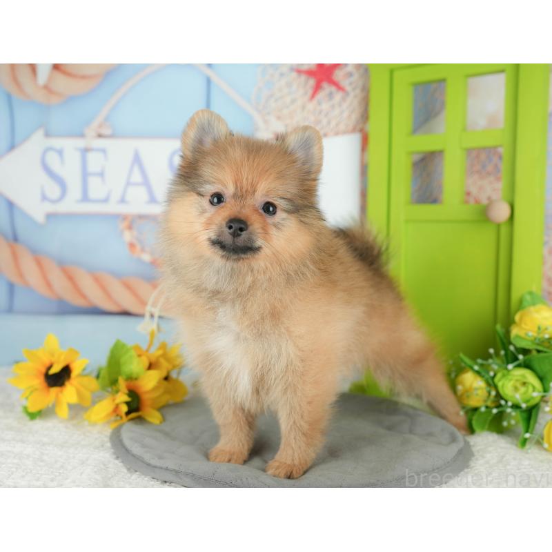 販売中の埼玉県のポメラニアン-434929の3枚目