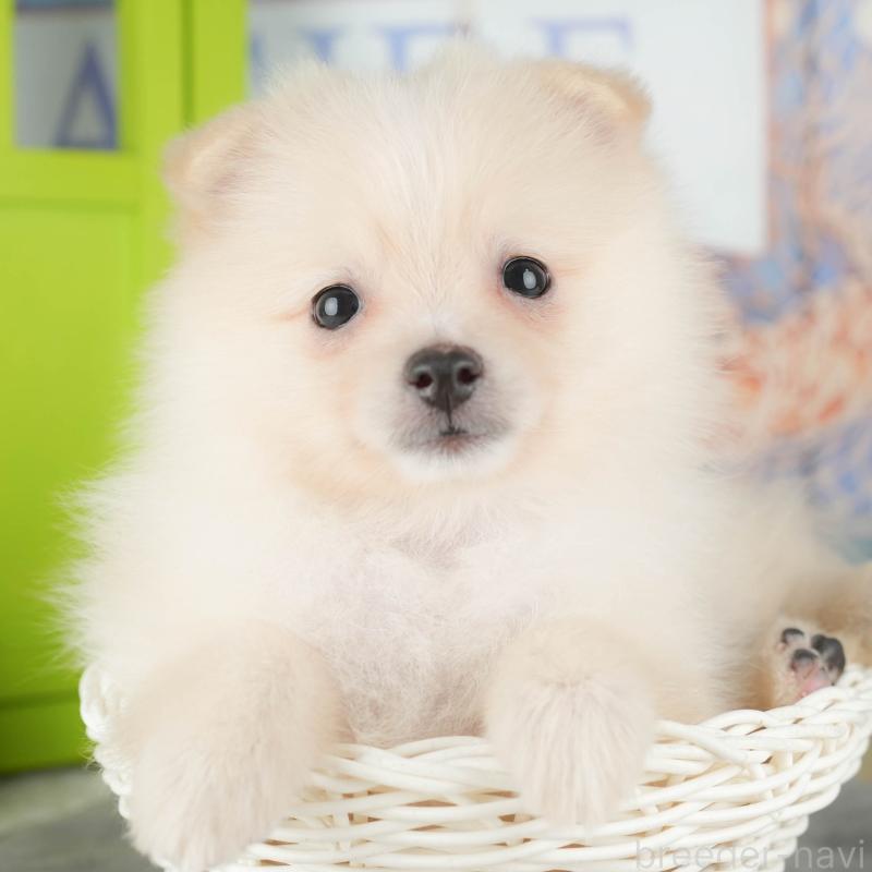 販売中の埼玉県のポメラニアン-434925の1枚目