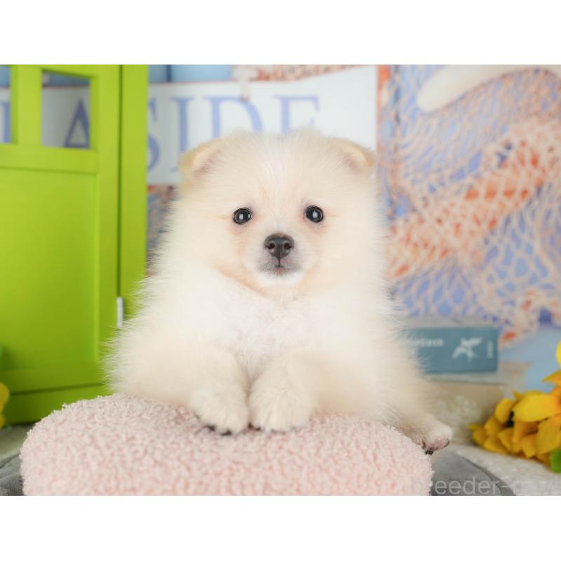 販売中の埼玉県のポメラニアン-434925の11枚目