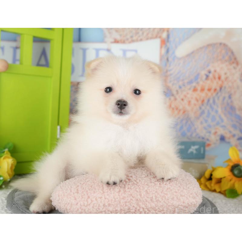 販売中の埼玉県のポメラニアン-434925の8枚目