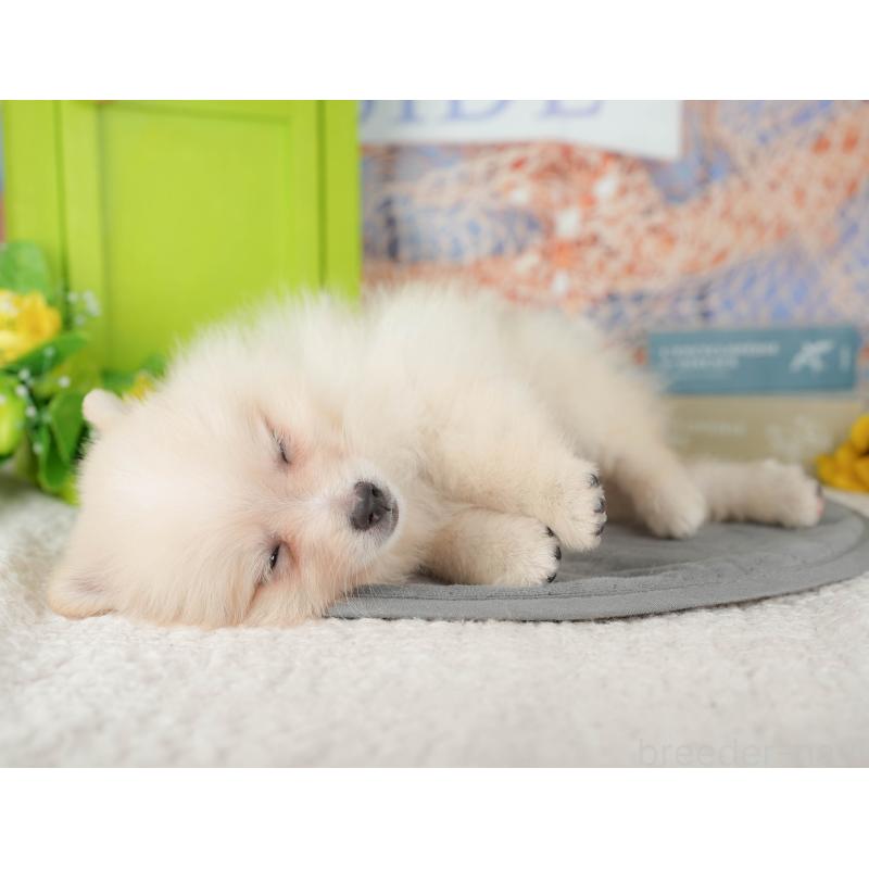 販売中の埼玉県のポメラニアン-434925の7枚目