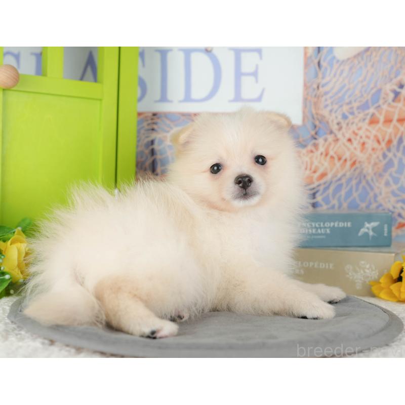 販売中の埼玉県のポメラニアン-434925の6枚目