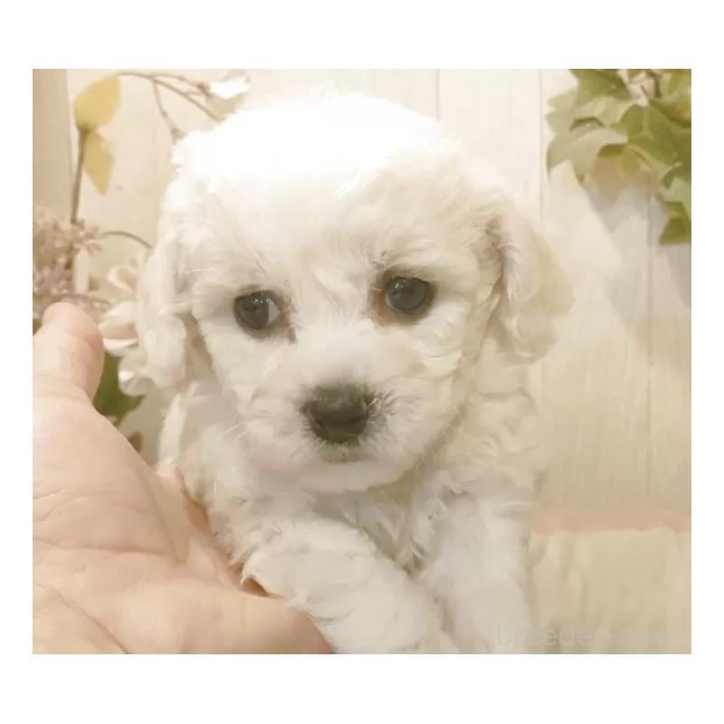 販売中の愛知県のビションフリーゼ-434540の6枚目