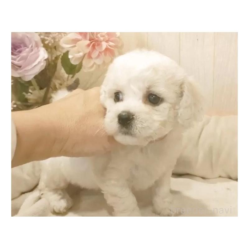 販売中の愛知県のビションフリーゼ-434540の5枚目