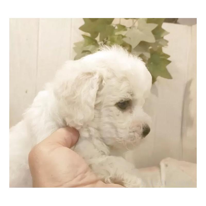 販売中の愛知県のビションフリーゼ-434540の4枚目