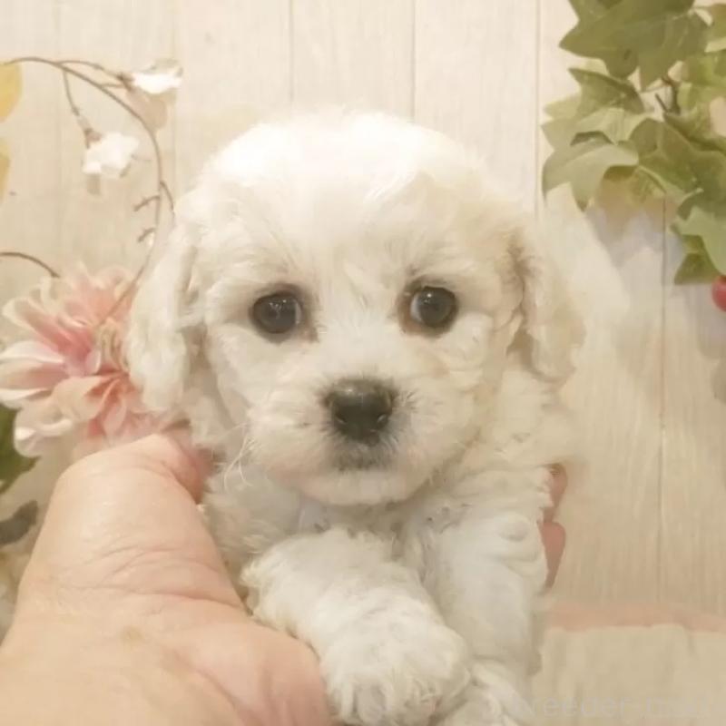 販売中の愛知県のビションフリーゼ-434540の3枚目