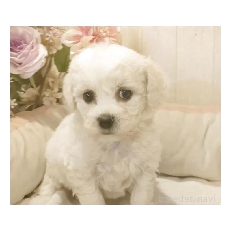 販売中の愛知県のビションフリーゼ-434540の2枚目