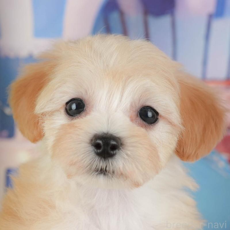 販売中の埼玉県のマルプー:マルチーズ×トイプードル-434919