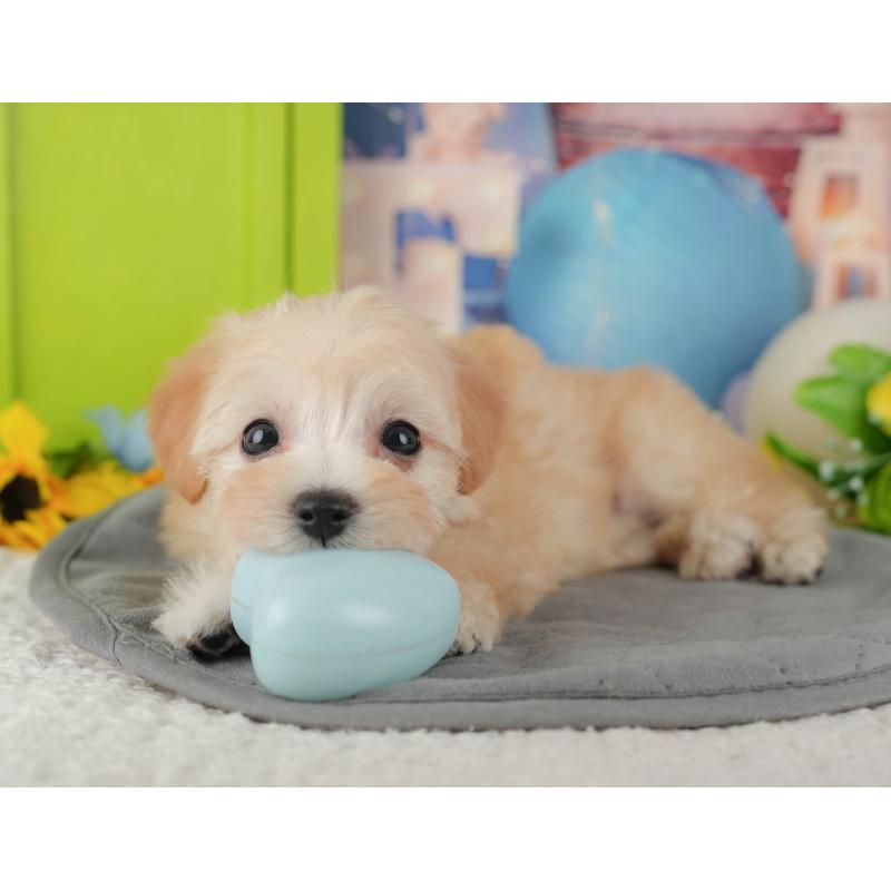 販売中の埼玉県のマルプー:マルチーズ×トイプードル-434919の11枚目