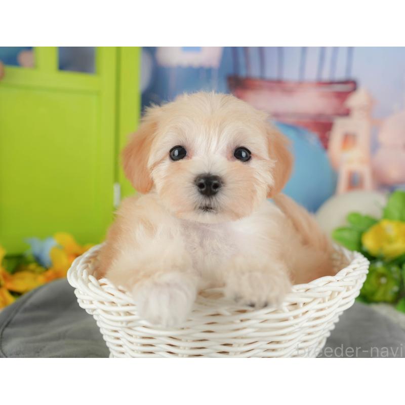 販売中の埼玉県のマルプー:マルチーズ×トイプードル-434919の9枚目