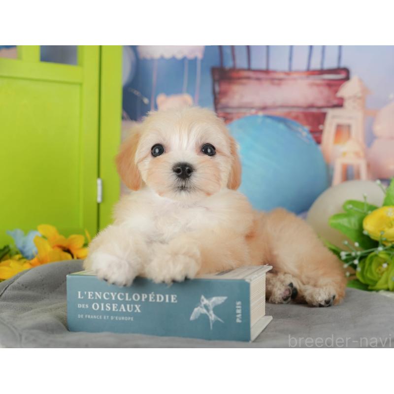 販売中の埼玉県のマルプー:マルチーズ×トイプードル-434919の8枚目