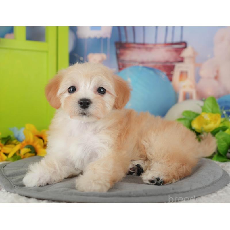 販売中の埼玉県のマルプー:マルチーズ×トイプードル-434919の6枚目