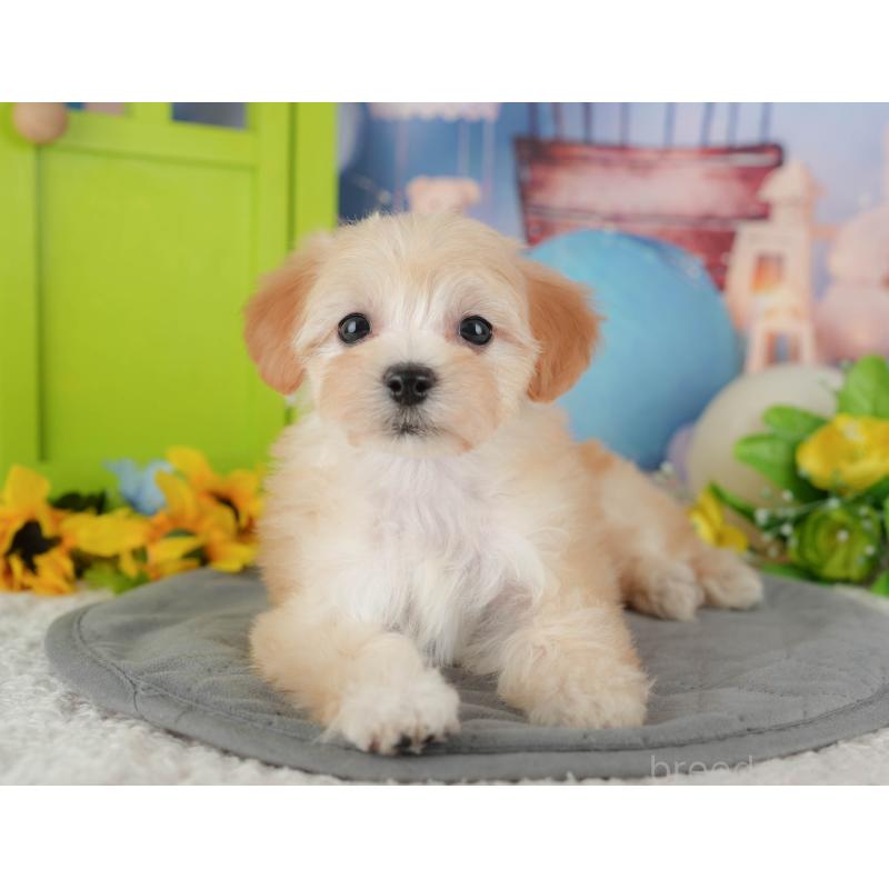 販売中の埼玉県のマルプー:マルチーズ×トイプードル-434919の5枚目