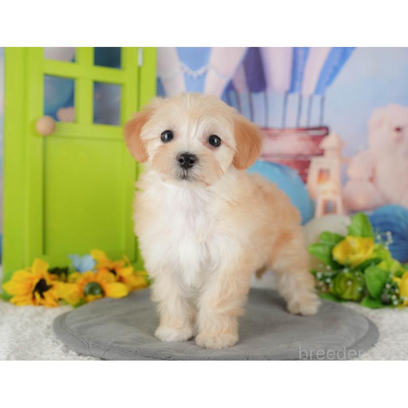 販売中の埼玉県のマルプー:マルチーズ×トイプードル-434919の4枚目