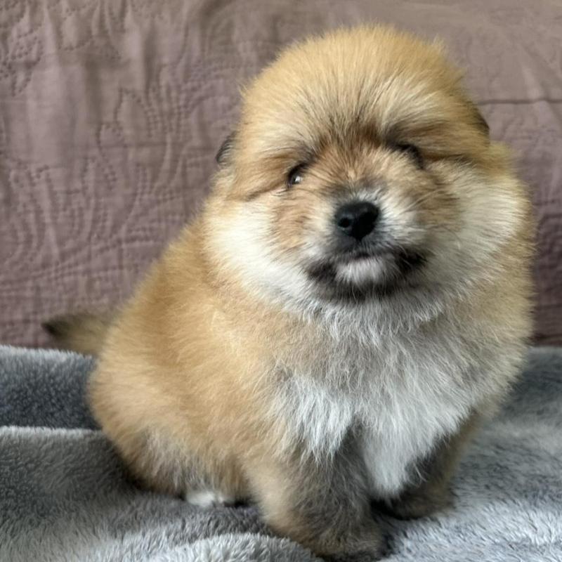 販売中の茨城県のポメラニアン-434541の1枚目