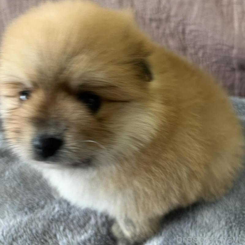 販売中の茨城県のポメラニアン-434541の5枚目