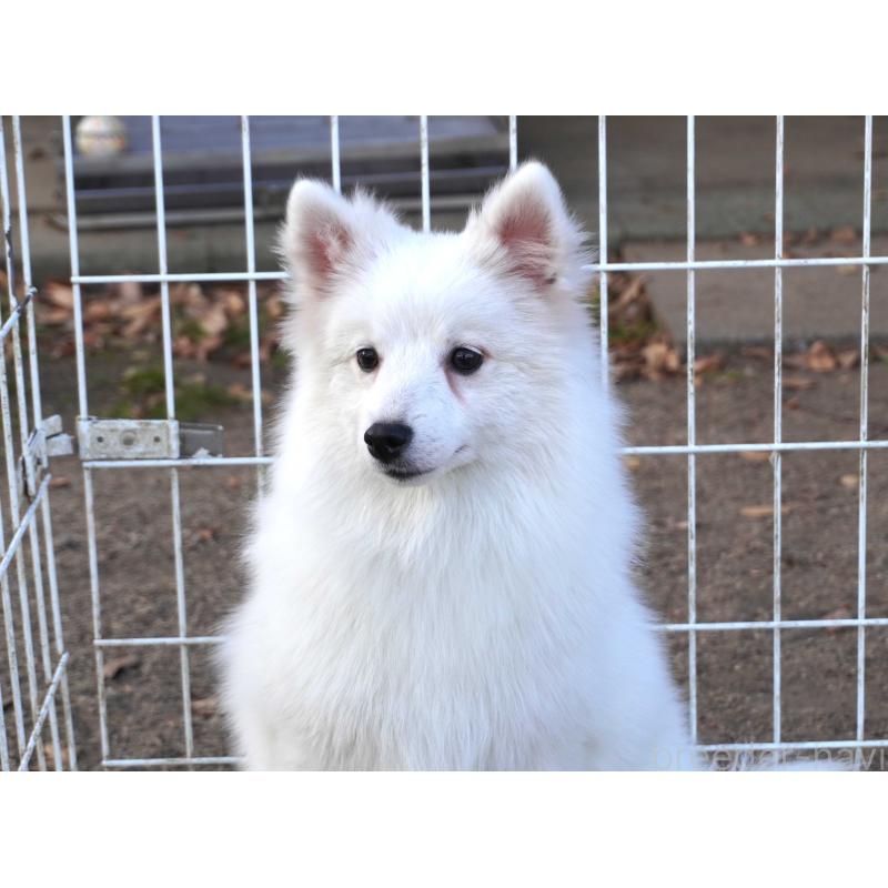 販売中の栃木県の日本スピッツ-434542の4枚目