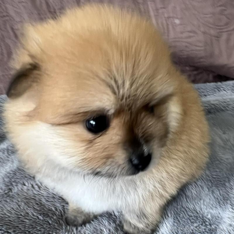 販売中の茨城県のポメラニアン-434541の4枚目