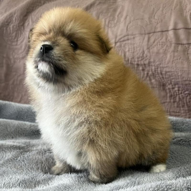 販売中の茨城県のポメラニアン-434541の3枚目