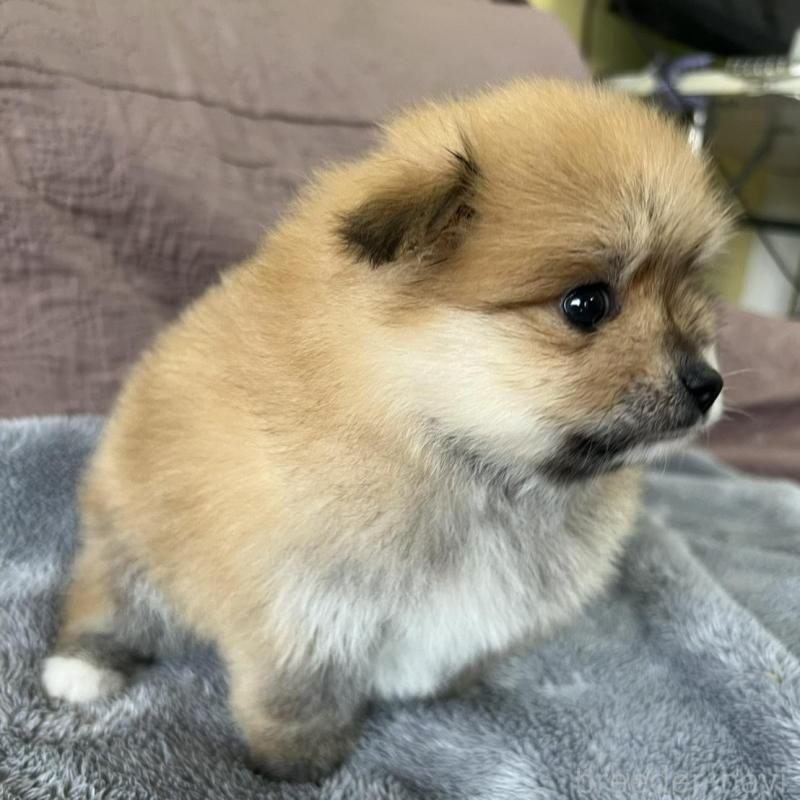 販売中の茨城県のポメラニアン-434541の2枚目