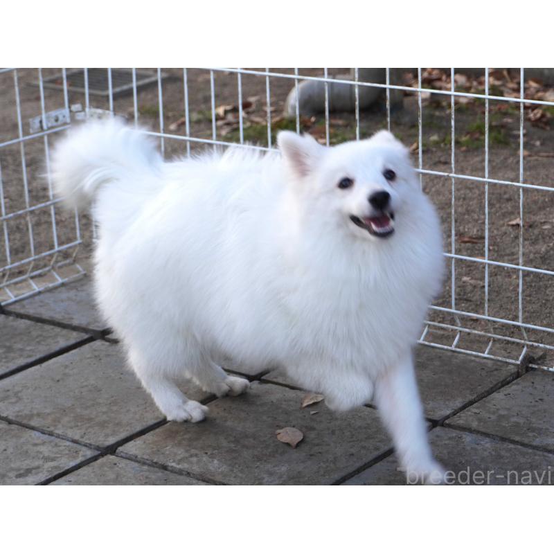 販売中の栃木県の日本スピッツ-434542の3枚目