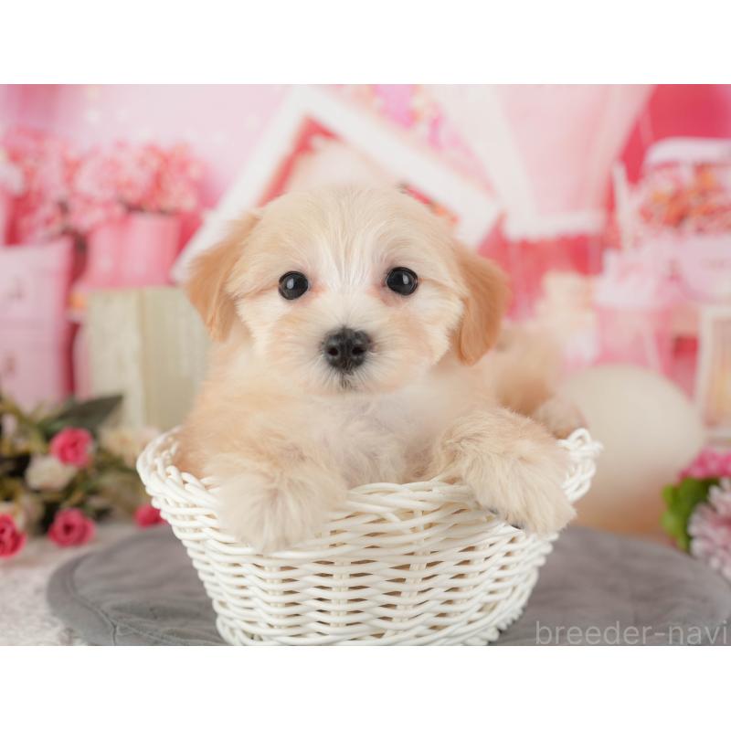 販売中の埼玉県のマルプー:マルチーズ×トイプードル-434918の7枚目