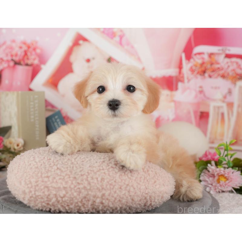 販売中の埼玉県のマルプー:マルチーズ×トイプードル-434918の6枚目